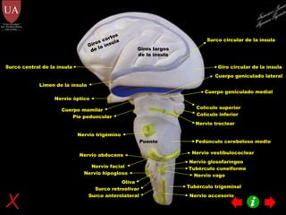 Giros cortos de la ínsula Giros largos de la ínsula Surco central de la ínsula Surco circular de la ínsula Giro circular de la ínsula Limen de la ínsula Cuerpo mamilar Nervio óptico Nervio troclear Nervio trigémino Nervio vestibulococlear Nervio glosofaríngeo Nervio vago Nervio accesorio Colículo superior Cuerpo geniculado medial Colículo inferior Nervio facial Nervio hipogloso Nervio abducens Cuerpo geniculado lateral Pie peduncular Oliva Surco retroolivar Puente Pedúnculo cerebeloso medio Surco anterolateral Tubérculo trigeminal Tubérculo cuneiforme Francisco Javier Figueroa Guzmán 