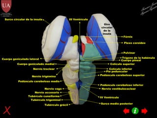 Plexo coroideo Fórnix Giro circular de la ínsula III Ventrículo Surco circular de la ínsula Pulvinar Cuerpo pineal Colículo superior Colículo inferior Trígono de la habénula Cuerpo geniculado medial Cuerpo geniculado lateral Nervio trigémino Nervio troclear Pedúnculo cerebeloso superior Pedúnculo cerebeloso medio Pedúnculo cerebeloso inferior Nervio vestibulococlear Nervio vago Nervio accesorio Tubérculo trigeminal Tubérculo cuneiforme Tubérculo grácil IV Ventrículo Pie peduncular Surco medio posterior Francisco Javier Figueroa Guzmán 