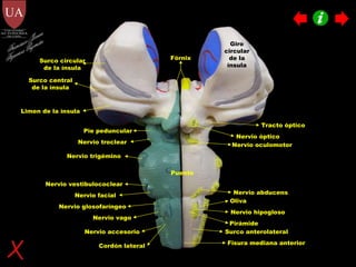 Fórnix Nervio trigémino Nervio troclear Nervio vestibulococlear Nervio vago Nervio accesorio Nervio óptico Nervio glosofaríngeo Nervio facial Nervio abducens Nervio oculomotor Tracto óptico Giro circular de la ínsula Surco circular de la ínsula Surco central de la ínsula Limen de la ínsula Nervio hipogloso Fisura mediana anterior Pirámide Surco anterolateral Oliva Cordón lateral Puente Pie peduncular Francisco Javier Figueroa Guzmán 