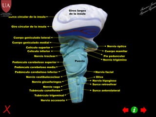Colículo superior Cuerpo geniculado medial Colículo inferior Cuerpo geniculado lateral Cuerpo mamilar Nervio óptico Nervio troclear Pie peduncular Nervio trigémino Pedúnculo cerebeloso superior Pedúnculo cerebeloso medio Pedúnculo cerebeloso inferior Giros largos de la ínsula Surco circular de la ínsula Giro circular de la ínsula Nervio vestibulococlear Nervio facial Nervio glosofaríngeo Nervio vago Nervio accesorio Nervio hipogloso Oliva Tubérculo trigeminal Tubérculo cuneiforme Surco retroolivar Surco anterolateral Puente Francisco Javier Figueroa Guzmán 