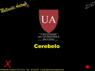 Cerebelo Francisco Javier Figueroa Guzmán 
