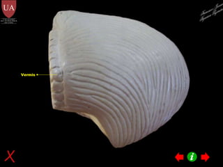 Vermis Francisco Javier Figueroa Guzmán 