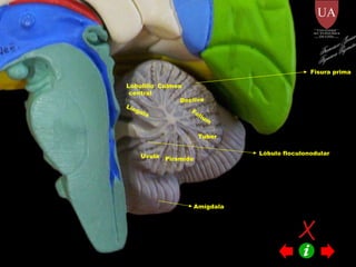 Língula  Lobulillo central Culmen Declive Folium Tuber Pirámide Uvula Lóbulo floculonodular Amígdala Fisura prima Francisco Javier Figueroa Guzmán 