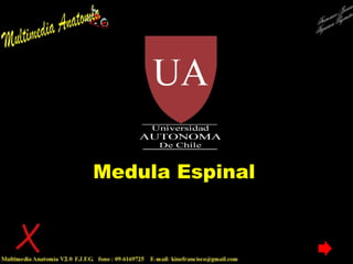Medula Espinal Francisco Javier Figueroa Guzmán 
