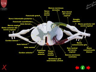 Surco medio dorsal Fisura media ventral Comisura blanca anterior Asta dorsal Asta ventral Asta lateral Fascículo grácil Fascículo cuneiforme Cordon anterior Cordon lateral Raíz ventral del nervio espinal Raíz dorsal del nervio espinal Ganglio raquídeo Ramo anterior del nervio espinal Ramo posterior del nervio espinal Sustancia gris intermedia central Raíces nerviosas ventrales Raíces nerviosas dorsales Surco intermedio posterior Ramo comunicante gris Ramo comunicante blanco Nervio espinal Francisco Javier Figueroa Guzmán 