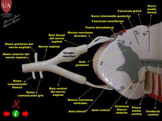 Fascículo grácil Fascículo cuneiforme Surco intermedio posterior Surco medio dorsal Conducto central Fisura media ventral Comisura blanca anterior Tracto dorsolateral Ramo anterior del nervio espinal Ramo posterior del nervio espinal Ramo comunicante gris Ramo comunicante blanco Ganglio   raquídeo Raíz ventral del nervio espinal Raíz dorsal del nervio espinal Raíces nerviosas ventrales Raíces nerviosas dorsales Asta ventral Asta lateral Asta posterior Nervio espinal Francisco Javier Figueroa Guzmán 