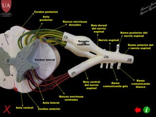Ramo anterior del nervio espinal Ramo posterior del nervio espinal Ramo comunicante gris Ramo comunicante blanco Ganglio   raquídeo Raíz ventral del nervio espinal Raíz dorsal del nervio espinal Raíces nerviosas ventrales Raíces nerviosas dorsales Nervio espinal Asta ventral Asta lateral Asta posterior Cordon anterior Cordon lateral Cordon posterior Francisco Javier Figueroa Guzmán 