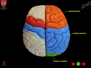 Lóbulo frontal Lóbulo parietal Lóbulo occipital Francisco Javier Figueroa Guzmán 