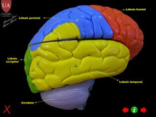 Lóbulo parietal Lóbulo occipital Lóbulo frontal Lóbulo temporal Cerebelo Francisco Javier Figueroa Guzmán 