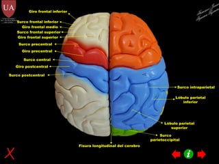 Giro precentral Giro postcentral Surco central Surco precentral Surco postcentral Giro frontal superior Surco frontal superior Lóbulo parietal superior Fisura longitudinal del cerebro Giro frontal medio Surco frontal inferior Giro frontal inferior Surco intraparietal Lóbulo parietal inferior Surco parietoccipital  Francisco Javier Figueroa Guzmán 