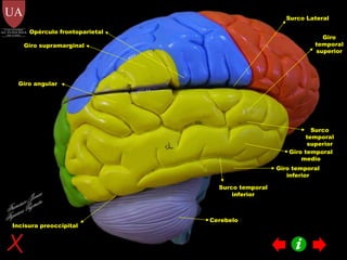 Giro temporal inferior Surco temporal inferior Giro temporal medio Surco temporal superior Giro temporal superior Cerebelo Giro supramarginal Giro angular Incisura preoccipital Opérculo frontoparietal Francisco Javier Figueroa Guzmán Surco Lateral 