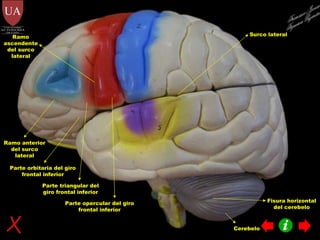 Ramo anterior del surco lateral Parte orbitaria del giro frontal inferior Parte triangular del giro frontal inferior Ramo ascendente del surco lateral Parte opercular del giro frontal inferior Cerebelo Surco lateral Fisura horizontal del cerebelo Francisco Javier Figueroa Guzmán 