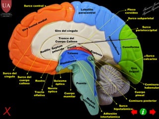 Tronco del Cuerpo Calloso Giro del cíngulo Giro frontal medial Surco parietoccipital Surco calcarino Cuneiforme Giro lingual Lobulillo paracentral Precuneiforme Surco subparietal Surco del cíngulo Surco del cuerpo calloso Surco central Adhesión intertalámica Cuerpo mamilar Cuerpo pineal Quiasma óptico Tálamo Hipotálamo Esplenio Rodilla Rostro Septum pelucido Fórnix Plexo coroideo Nervio óptico Tracto olfativo Surco hipotalámico Puente Medula oblongada Comisura posterior Comisura habenular Francisco Javier Figueroa Guzmán 