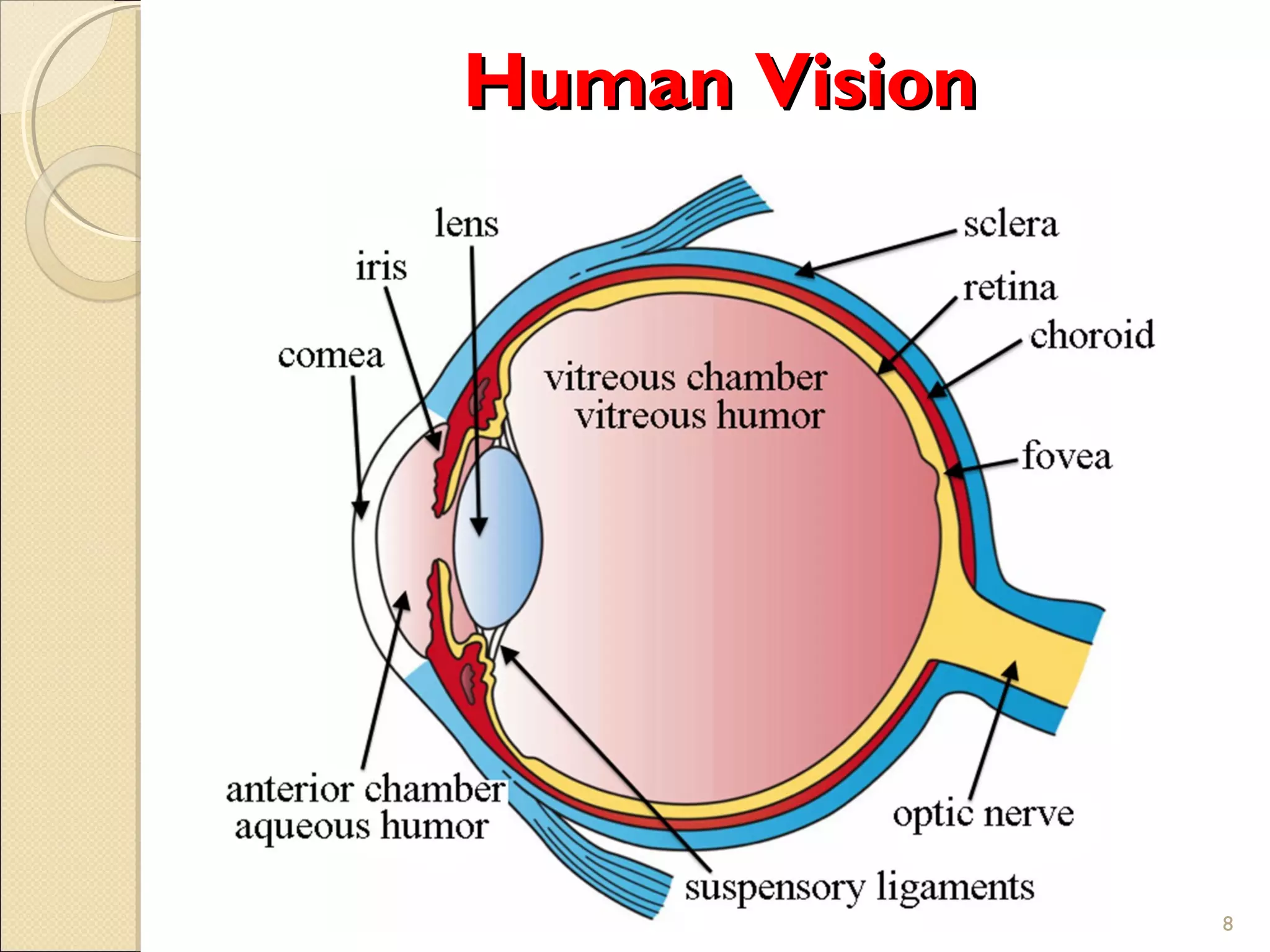 Human VisionHuman Vision
8
 