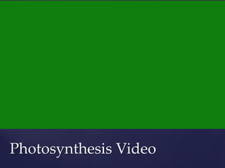 Photosynthesis Video
 