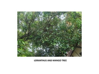 LORANTHUS AND MANGO TREE 
 