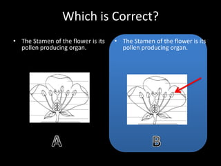 Which is Correct?
• The Stamen of the flower is its
pollen producing organ.
• The Stamen of the flower is its
pollen producing organ.
 