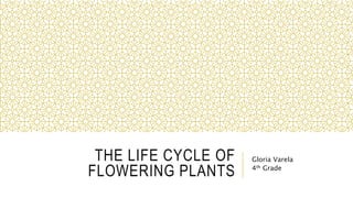 THE LIFE CYCLE OF
FLOWERING PLANTS
Gloria Varela
4th Grade
 