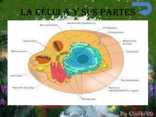 La célula y sus partes
 