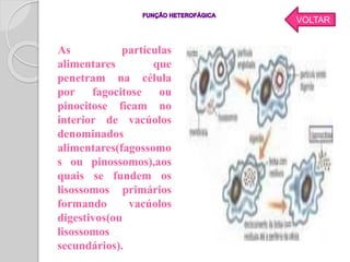 As partículas
alimentares que
penetram na célula
por fagocitose ou
pinocitose ficam no
interior de vacúolos
denominados
alimentares(fagossomo
s ou pinossomos),aos
quais se fundem os
lisossomos primários
formando vacúolos
digestivos(ou
lisossomos
secundários).
VOLTAR
 
