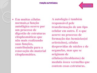  Em muitas células
normais,a função
autofágica ocorre por
um processo de
digestão de estruturas
citoplasmáticas que
não mais realizando
suas funções,
contribuindo para a
renovação do material
citoplasmático.
A autofagia é também
responsável pele
transformação de um tipo
celular em outro. É o que
acorre no processo de
formação das hemácias(oi
eritrócitos), células
desprovidas de núcleo e de
organelas, mas que se
originam de
células(eritroblastos) de
medula óssea vermelha que
contem essas estruturas.
VOLTAR
 