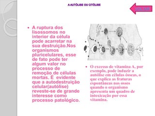  A ruptura dos
lisossomos no
interior da célula
pode acarretar na
sua destruição.Nos
organismos
pluricelulares, esse
de fato pode ter
algum valor no
processo de
remoção de células
mortas. É evidente
que a autodestruição
celular(autólise)
reveste-se de grande
interesse como
processo patológico.
 O excesso de vitamina A, por
exemplo, pode induzir a
autólise em células ósseas, o
que explica as fraturas
espontâneas nos ossos
quando o organismo
apresenta um quadro de
intoxicação por essa
vitamina.
VOLTAR
 