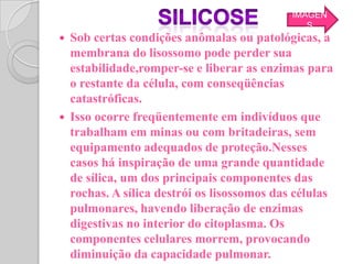 IMAGEN
                                                 S
   Sob certas condições anômalas ou patológicas, a
    membrana do lisossomo pode perder sua
    estabilidade,romper-se e liberar as enzimas para
    o restante da célula, com conseqüências
    catastróficas.
   Isso ocorre freqüentemente em indivíduos que
    trabalham em minas ou com britadeiras, sem
    equipamento adequados de proteção.Nesses
    casos há inspiração de uma grande quantidade
    de sílica, um dos principais componentes das
    rochas. A sílica destrói os lisossomos das células
    pulmonares, havendo liberação de enzimas
    digestivas no interior do citoplasma. Os
    componentes celulares morrem, provocando
    diminuição da capacidade pulmonar.
 