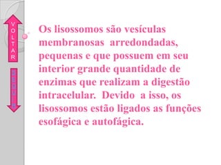 V
O   Os lisossomos são vesículas
L
T   membranosas arredondadas,
A
R   pequenas e que possuem em seu
S   interior grande quantidade de
E
G   enzimas que realizam a digestão
U
I   intracelular. Devido a isso, os
R
    lisossomos estão ligados as funções
    esofágica e autofágica.
 