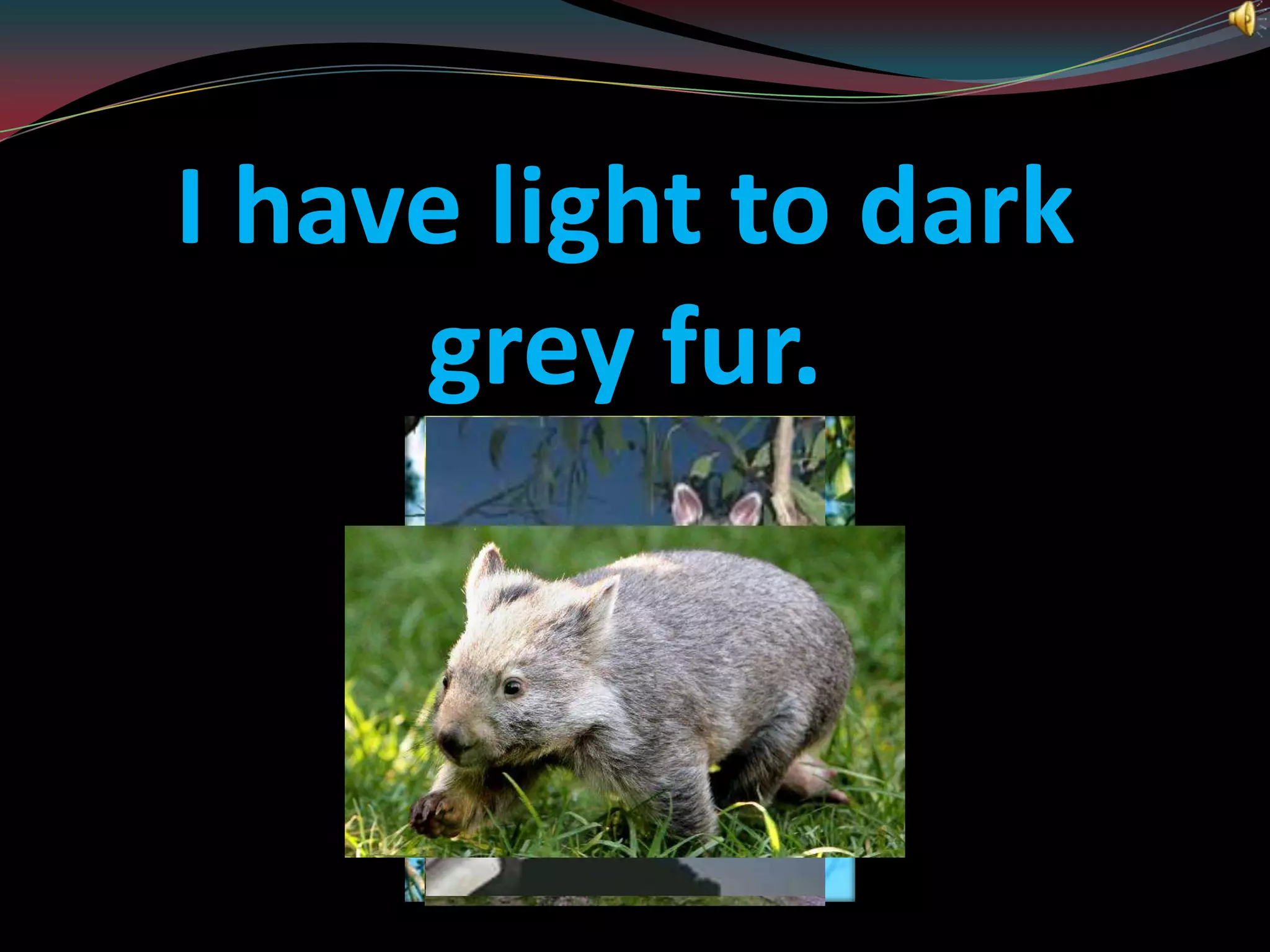 I have light to dark grey fur.