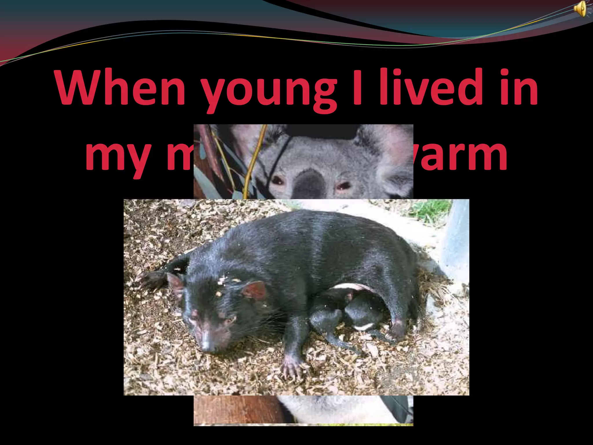 When young I lived in my mother’s warm cosy pouch.