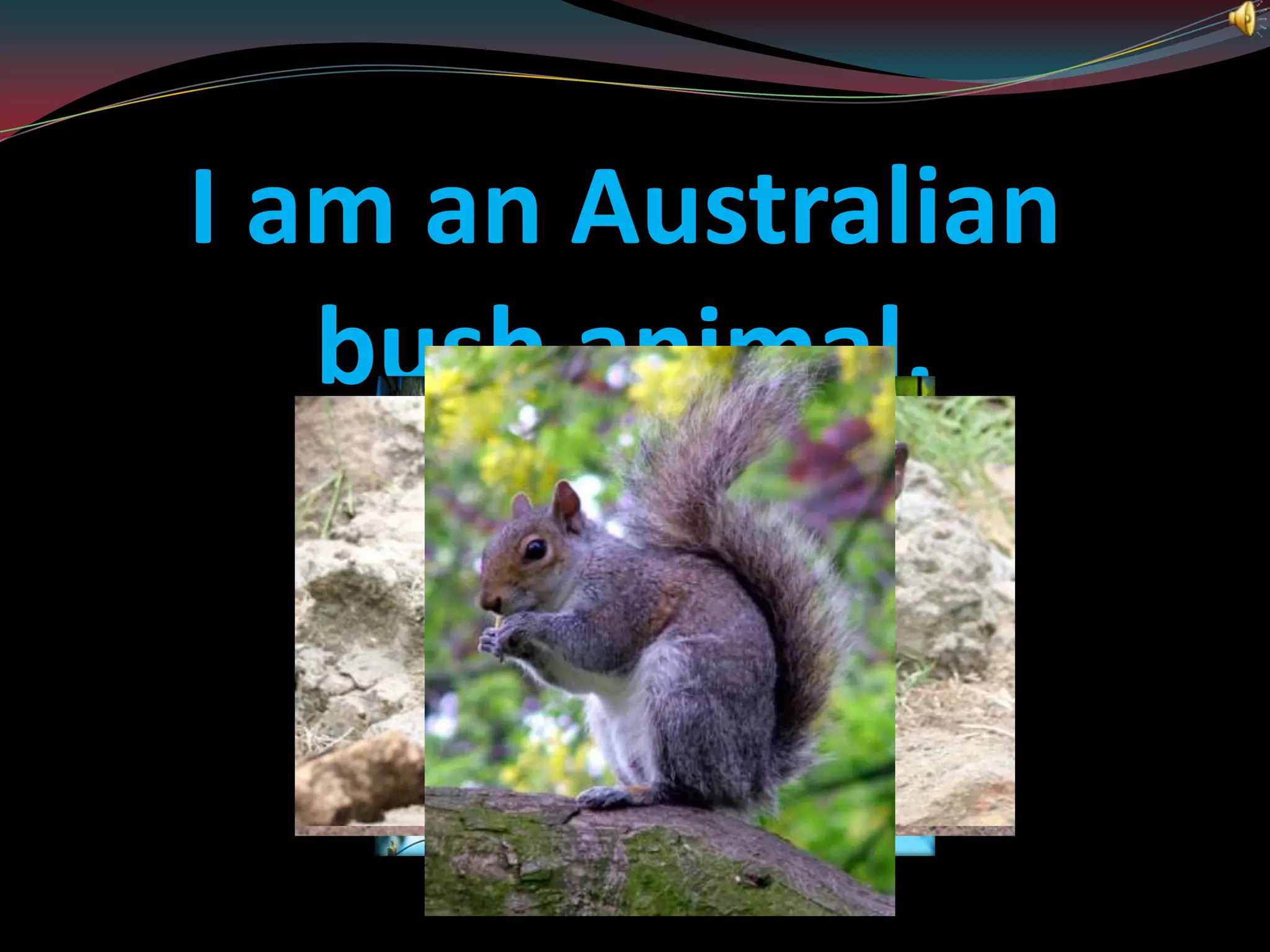 I am an Australian bush animal.