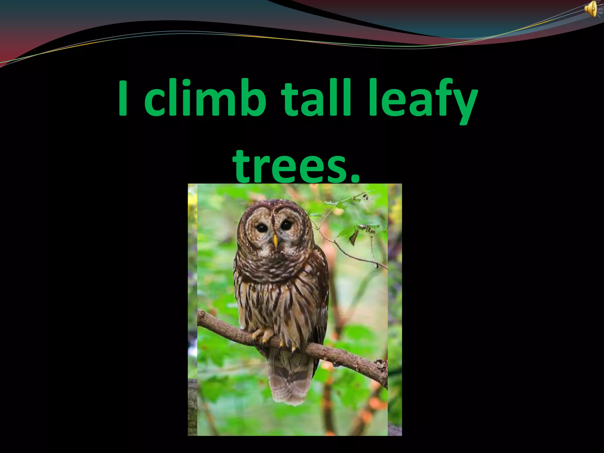 I climb tall leafy trees.