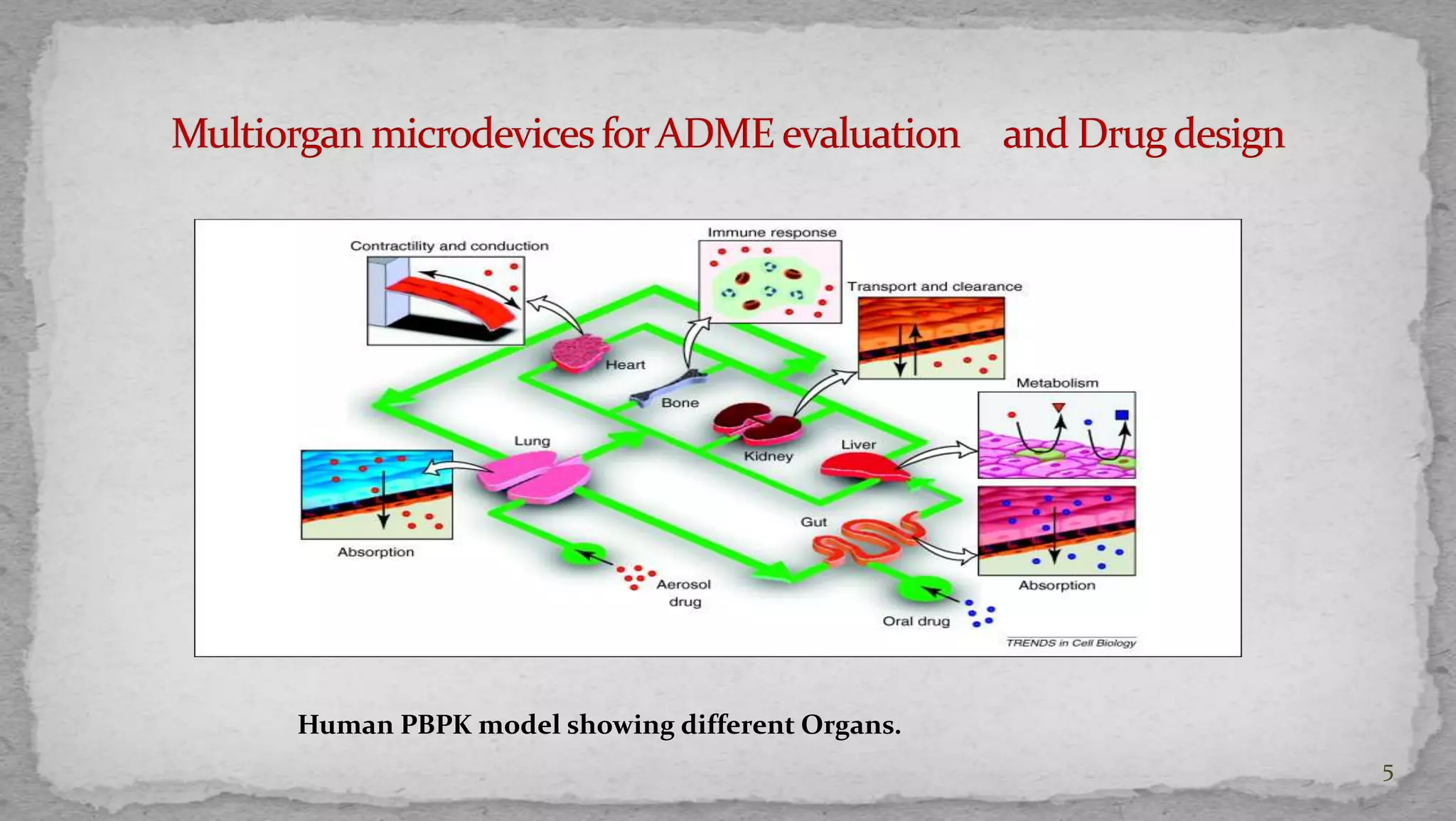 5 
Human PBPK model showing different Organs. 
 