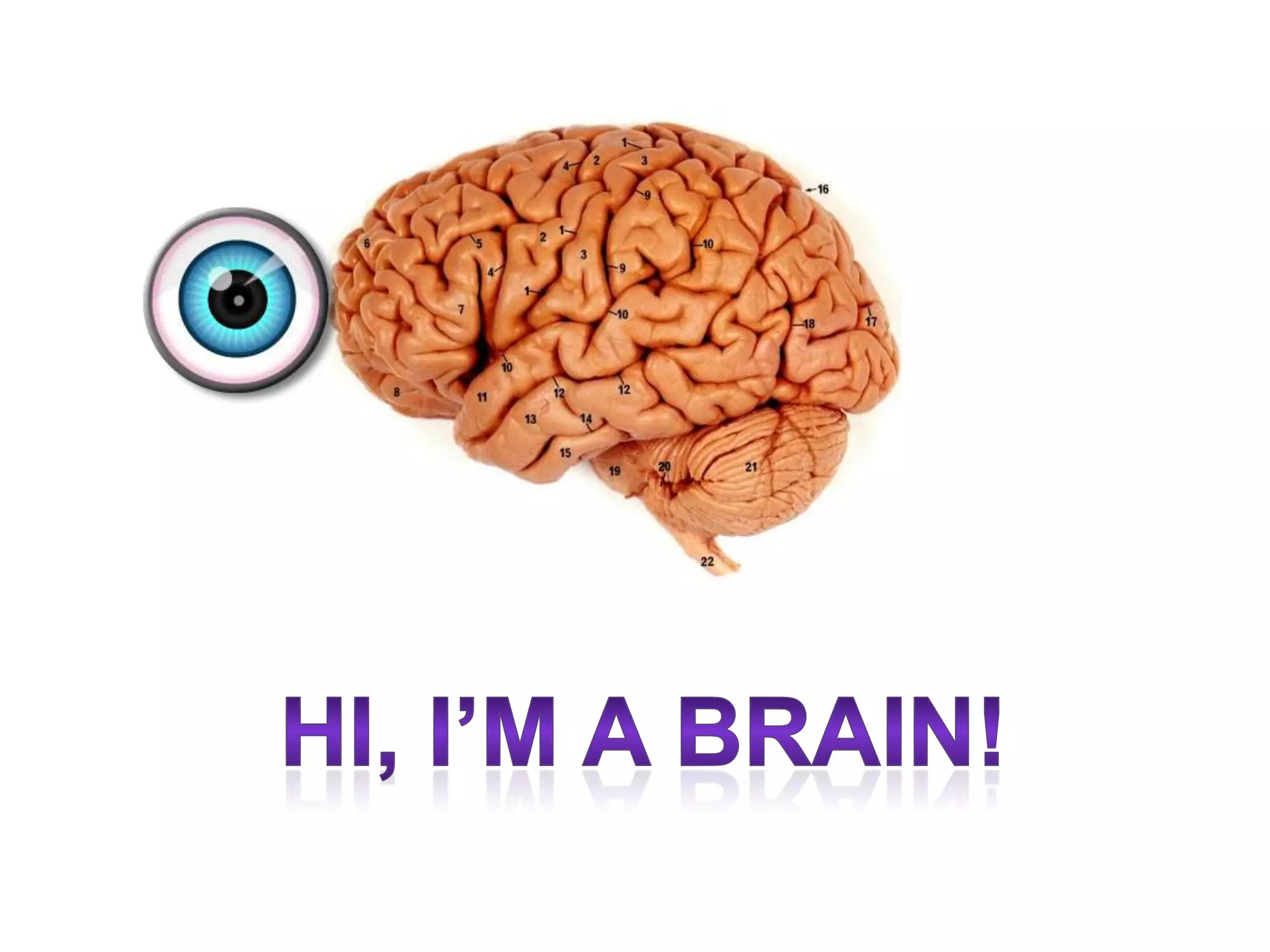 The Back of Your Head
The Front of Your Head
 