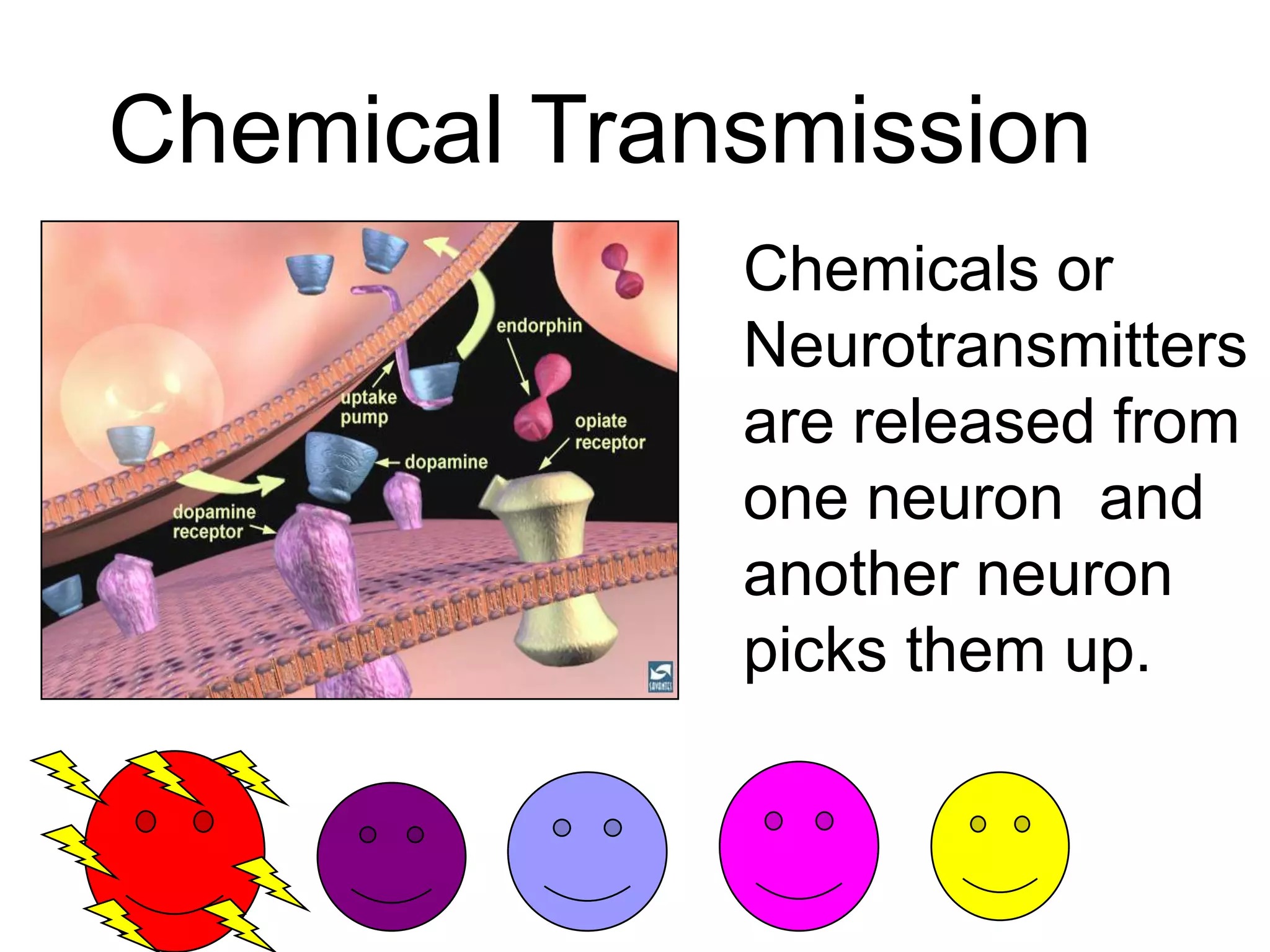 Chemical Transmission
Chemicals or
Neurotransmitters
are released from
one neuron and
another neuron
picks them up.
 
