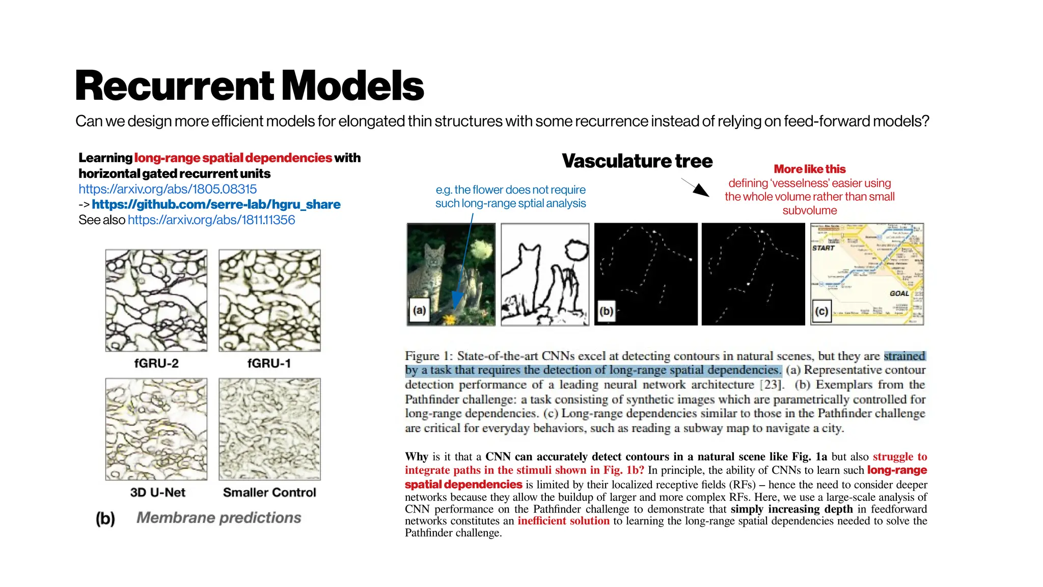 RecurrentModels
Learninglong-rangespatialdependencieswith
horizontalgatedrecurrentunits
https://arxiv.org/abs/1805.08315
->https://github.com/serre-lab/hgru_share
See also https://arxiv.org/abs/1811.11356
Why is it that a CNN can accurately detect contours in a natural scene like Fig. 1a but also struggle to
integrate paths in the stimuli shown in Fig. 1b? In principle, the ability of CNNs to learn such long-range
spatial dependencies is limited by their localized receptive fields (RFs) – hence the need to consider deeper
networks because they allow the buildup of larger and more complex RFs. Here, we use a large-scale analysis of
CNN performance on the Pathfinder challenge to demonstrate that simply increasing depth in feedforward
networks constitutes an inefficient solution to learning the long-range spatial dependencies needed to solve the
Pathfinder challenge.
Vasculature tree Morelikethis
defining ‘vesselness’ easier using
the whole volume rather than small
subvolume
e.g. the flower does not require
such long-range sptial analysis
Can we design more efficient models for elongated thin structures with some recurrence instead of relying on feed-forward models?
 