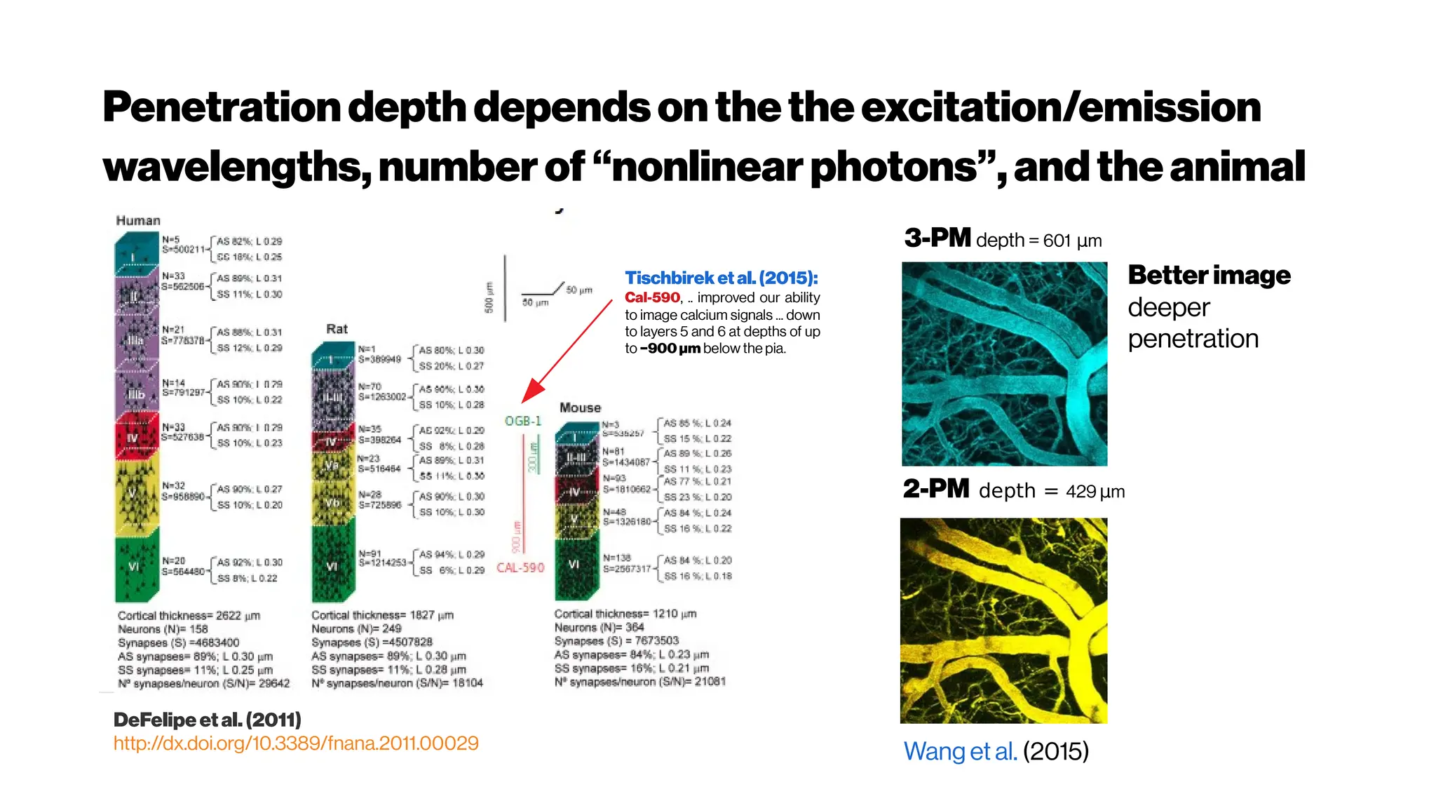 Penetrationdepth dependsonthetheexcitation/emission
wavelengths,numberof “nonlinearphotons”,andtheanimal
model
DeFelipe etal. (2011)
http://dx.doi.org/10.3389/fnana.2011.00029
Tischbireketal.(2015):
Cal-590, .. improved our ability
to image calcium signals ... down
to layers 5 and 6 at depths of up
to −900 μm below the pia.
3-PM depth = 601 μm
2-PM depth = 429 μm
Wang et al. (2015)
Better image
deeper
penetration
 
