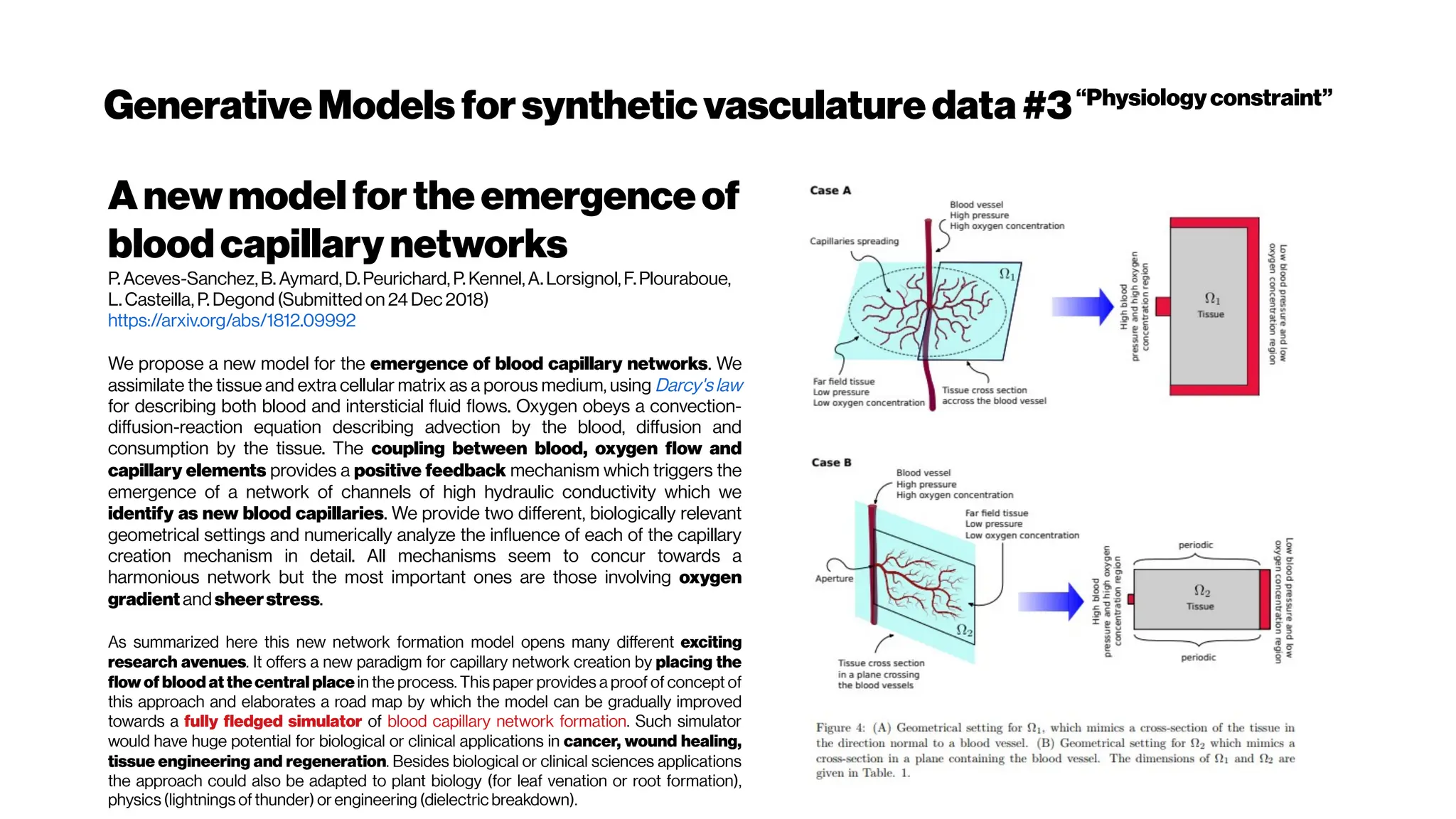 GenerativeModels forsyntheticvasculaturedata#3“Physiologyconstraint”
Anewmodelfortheemergenceof
bloodcapillarynetworks
P.Aceves-Sanchez,B. Aymard, D.Peurichard, P.Kennel,A. Lorsignol,F.Plouraboue,
L. Casteilla, P. Degond (Submittedon 24 Dec2018)
https://arxiv.org/abs/1812.09992
We propose a new model for the emergence of blood capillary networks. We
assimilate the tissue and extra cellular matrix as a porous medium, using Darcy'slaw
for describing both blood and intersticial fluid flows. Oxygen obeys a convection-
diffusion-reaction equation describing advection by the blood, diffusion and
consumption by the tissue. The coupling between blood, oxygen flow and
capillary elements provides a positive feedback mechanism which triggers the
emergence of a network of channels of high hydraulic conductivity which we
identify as new blood capillaries. We provide two different, biologically relevant
geometrical settings and numerically analyze the influence of each of the capillary
creation mechanism in detail. All mechanisms seem to concur towards a
harmonious network but the most important ones are those involving oxygen
gradientand sheerstress.
As summarized here this new network formation model opens many different exciting
research avenues. It offers a new paradigm for capillary network creation by placing the
flow of blood at thecentral placein the process. This paper provides a proof of concept of
this approach and elaborates a road map by which the model can be gradually improved
towards a fully fledged simulator of blood capillary network formation. Such simulator
would have huge potential for biological or clinical applications in cancer, wound healing,
tissue engineering and regeneration. Besides biological or clinical sciences applications
the approach could also be adapted to plant biology (for leaf venation or root formation),
physics (lightnings of thunder) or engineering (dielectric breakdown).
 