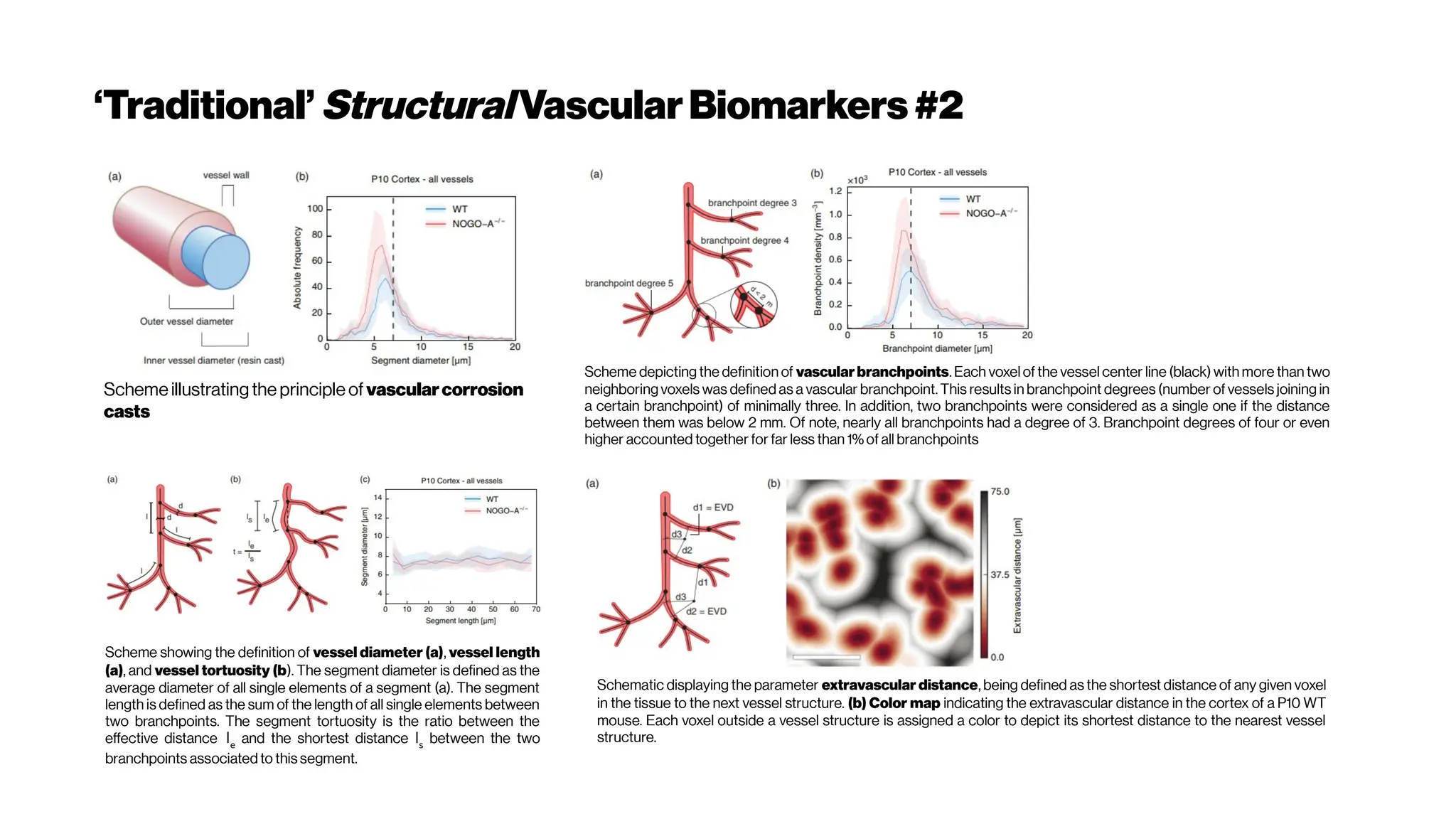 ‘Traditional’StructuralVascularBiomarkers #2
Schemeillustratingtheprincipleofvascularcorrosion
casts
Scheme depicting the definition of vascularbranchpoints. Each voxel of the vessel center line (black) with more than two
neighboring voxels was defined as a vascular branchpoint. This results in branchpoint degrees (number of vessels joining in
a certain branchpoint) of minimally three. In addition, two branchpoints were considered as a single one if the distance
between them was below 2 mm. Of note, nearly all branchpoints had a degree of 3. Branchpoint degrees of four or even
higher accounted together for far less than 1% of all branchpoints
Scheme showing the definition of vessel diameter (a), vessel length
(a), and vessel tortuosity (b). The segment diameter is defined as the
average diameter of all single elements of a segment (a). The segment
length is defined as the sum of the length of all single elements between
two branchpoints. The segment tortuosity is the ratio between the
effective distance le
and the shortest distance ls
between the two
branchpoints associated to this segment.
Schematic displaying the parameter extravascular distance, being defined as the shortest distance of any given voxel
in the tissue to the next vessel structure. (b) Color map indicating the extravascular distance in the cortex of a P10 WT
mouse. Each voxel outside a vessel structure is assigned a color to depict its shortest distance to the nearest vessel
structure.
 