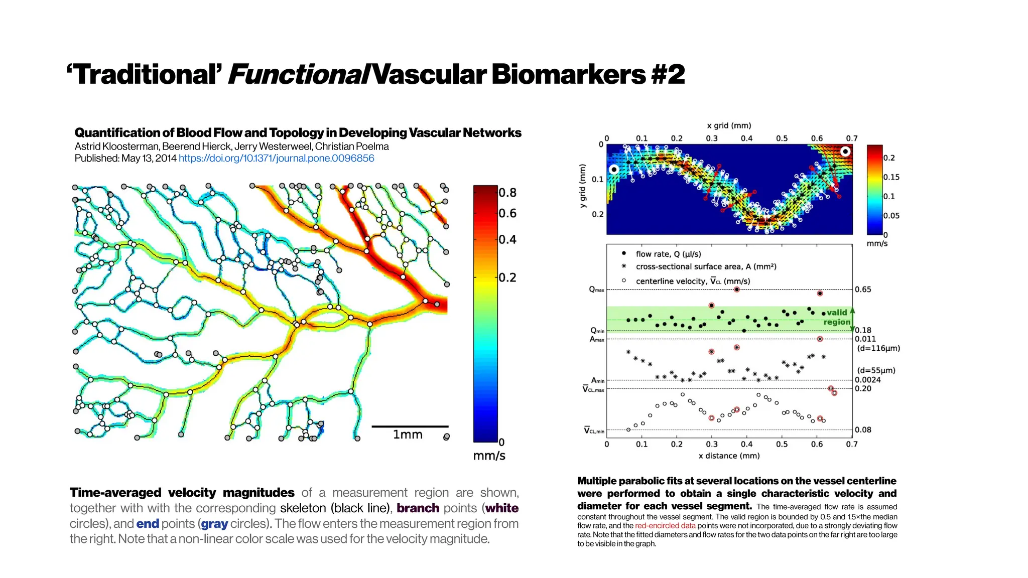 ‘Traditional’FunctionalVascularBiomarkers #2
Time-averaged velocity magnitudes of a measurement region are shown,
together with with the corresponding skeleton (black line), branch points (white
circles), and end points (gray circles). The flow enters the measurement region from
theright. Notethat anon-linearcolor scalewas used forthevelocity magnitude.
Multiple parabolic fits at several locations on the vessel centerline
were performed to obtain a single characteristic velocity and
diameter for each vessel segment. The time-averaged flow rate is assumed
constant throughout the vessel segment. The valid region is bounded by 0.5 and 1.5×the median
flow rate, and the red-encircled data points were not incorporated, due to a strongly deviating flow
rate. Note that the fitted diameters and flow rates for the two data points on the far rightare too large
to be visible in the graph.
QuantificationofBloodFlowandTopologyinDevelopingVascularNetworks
Astrid Kloosterman, Beerend Hierck, Jerry Westerweel, Christian Poelma
Published: May 13, 2014 https://doi.org/10.1371/journal.pone.0096856
 