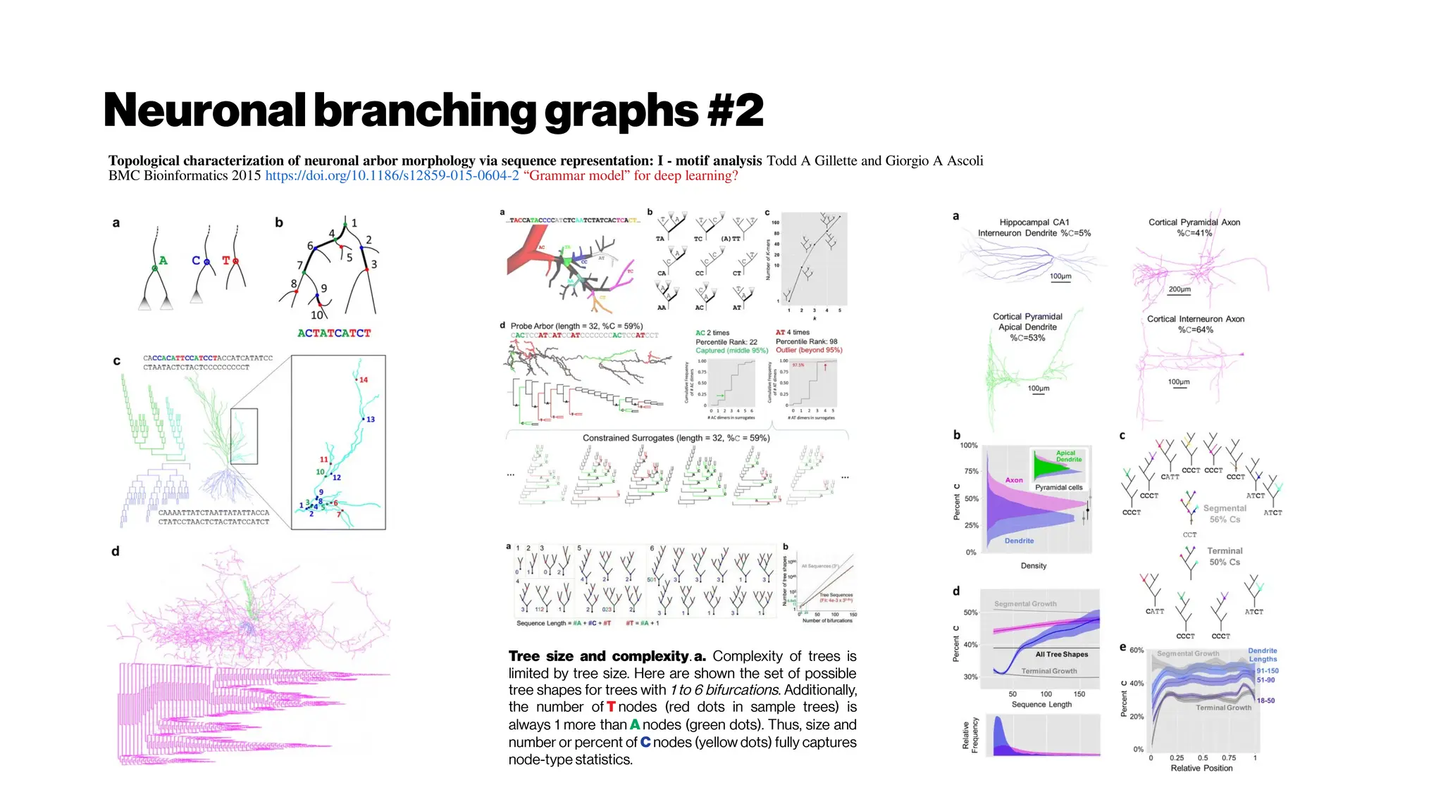 Neuronalbranching graphs #2
Topological characterization of neuronal arbor morphology via sequence representation: I - motif analysis Todd A Gillette and Giorgio A Ascoli
BMC Bioinformatics 2015 https://doi.org/10.1186/s12859-015-0604-2 “Grammar model” for deep learning?
Tree size and complexity. a. Complexity of trees is
limited by tree size. Here are shown the set of possible
tree shapes for trees with 1 to 6 bifurcations. Additionally,
the number of T nodes (red dots in sample trees) is
always 1 more than A nodes (green dots). Thus, size and
number or percent of C nodes (yellow dots) fully captures
node-type statistics.
 