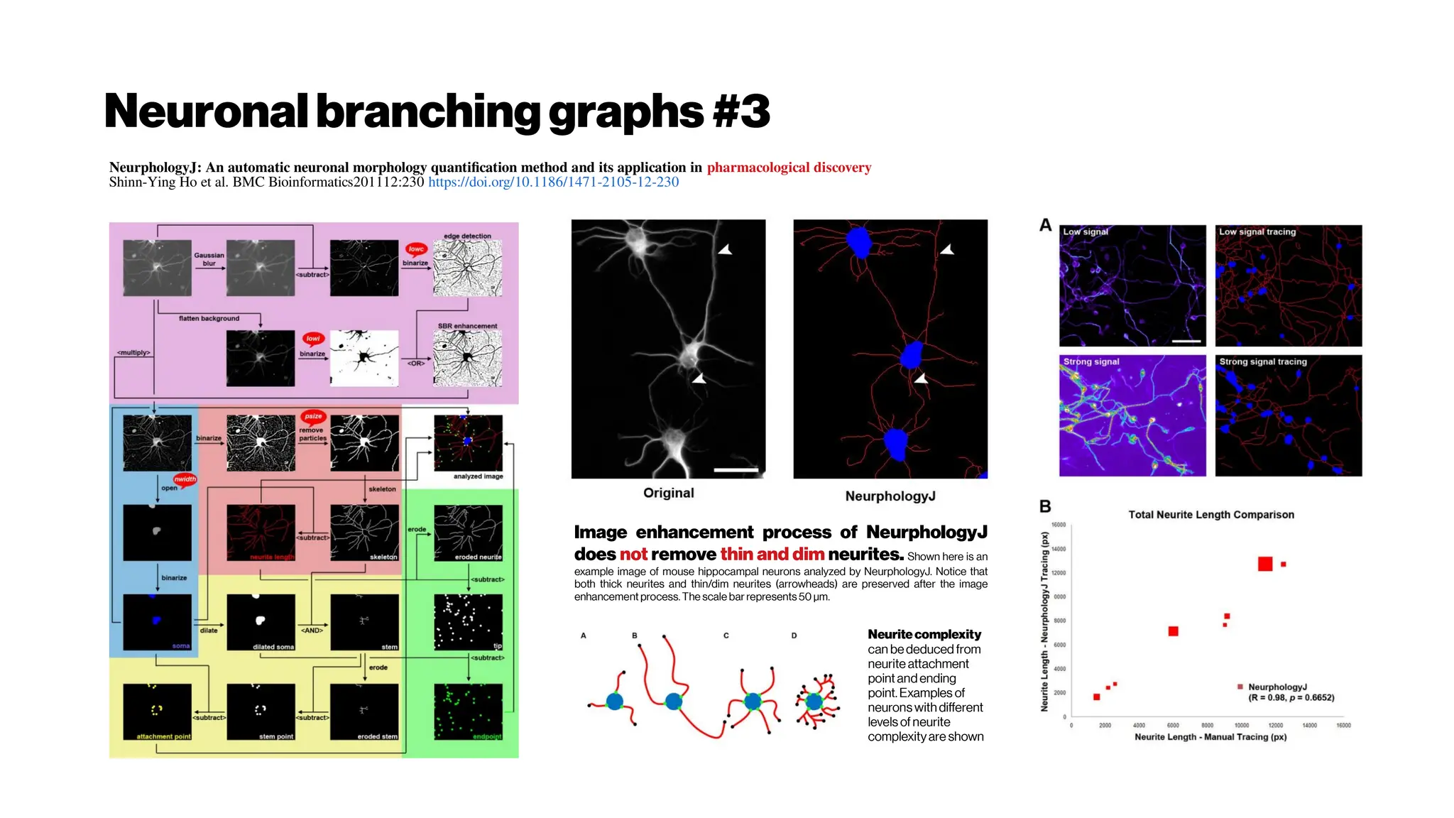 Neuronalbranching graphs #3
NeurphologyJ: An automatic neuronal morphology quantification method and its application in pharmacological discovery
Shinn-Ying Ho et al. BMC Bioinformatics201112:230 https://doi.org/10.1186/1471-2105-12-230
Image enhancement process of NeurphologyJ
does not remove thin and dim neurites. Shown here is an
example image of mouse hippocampal neurons analyzed by NeurphologyJ. Notice that
both thick neurites and thin/dim neurites (arrowheads) are preserved after the image
enhancement process.The scale bar represents 50 μm.
Neuritecomplexity
can bededucedfrom
neurite attachment
pointandending
point.Examples of
neuronswithdifferent
levelsofneurite
complexityare shown
 