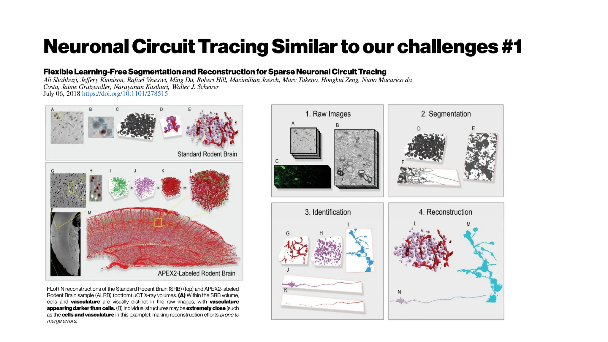 NeuronalCircuitTracing Similartoourchallenges#1
FlexibleLearning-FreeSegmentationand ReconstructionforSparseNeuronalCircuitTracing
Ali Shahbazi, Jeffery Kinnison, Rafael Vescovi, Ming Du, Robert Hill, Maximilian Joesch, Marc Takeno, Hongkui Zeng, Nuno Macarico da
Costa, Jaime Grutzendler, Narayanan Kasthuri, Walter J. Scheirer
July 06, 2018 https://doi.org/10.1101/278515
FLoRIN reconstructions of the Standard Rodent Brain (SRB) (top) and APEX2-labeled
Rodent Brain sample (ALRB) (bottom) µCT X-ray volumes. (A) Within the SRB volume,
cells and vasculature are visually distinct in the raw images, with vasculature
appearing darker than cells. (B) Individualstructuresmay be extremely close(such
as the cells and vasculature in this example), making reconstruction efforts prone to
mergeerrors.
 