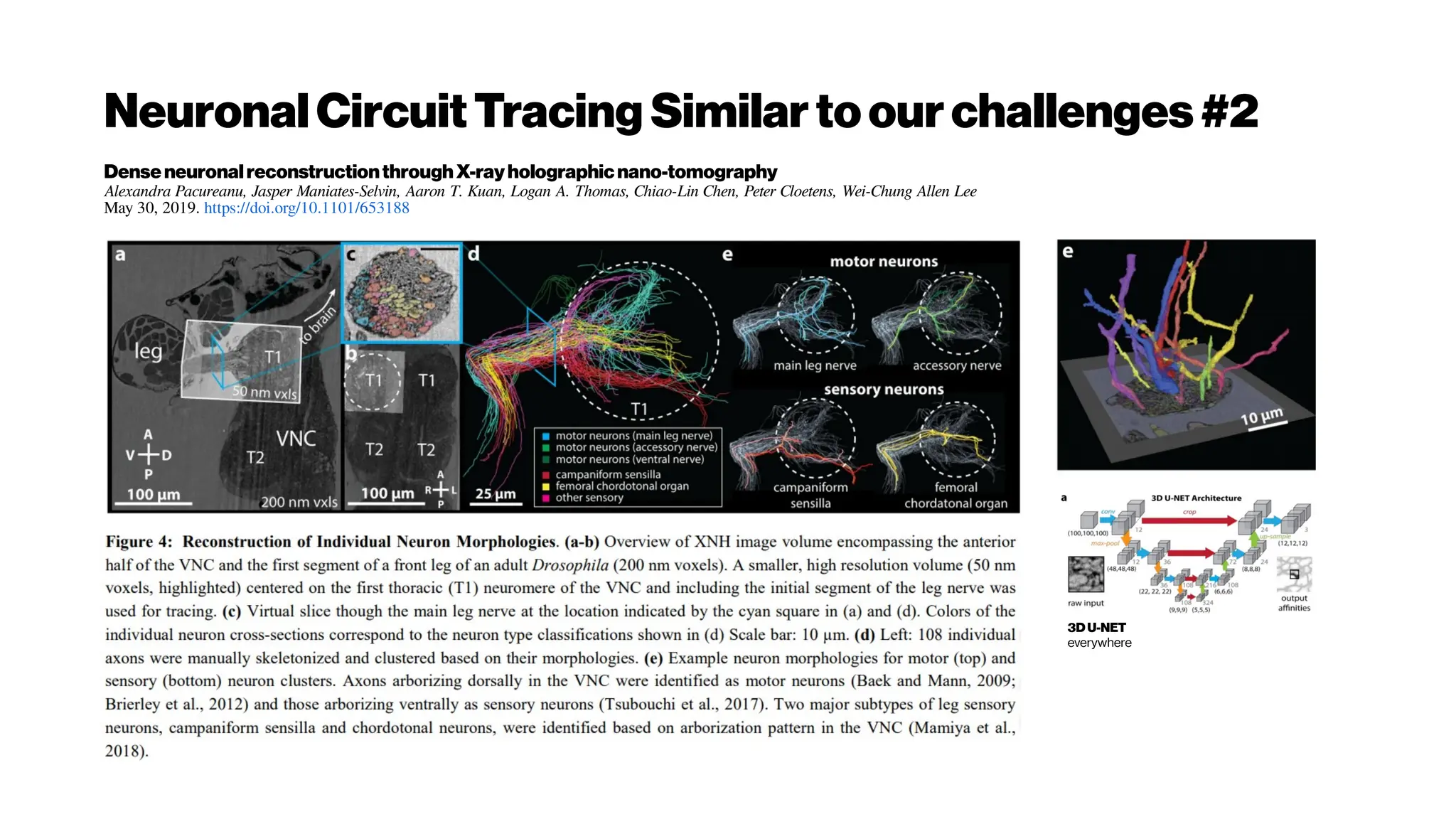 NeuronalCircuitTracing Similartoourchallenges#2
DenseneuronalreconstructionthroughX-rayholographicnano-tomography
Alexandra Pacureanu, Jasper Maniates-Selvin, Aaron T. Kuan, Logan A. Thomas, Chiao-Lin Chen, Peter Cloetens, Wei-Chung Allen Lee
May 30, 2019. https://doi.org/10.1101/653188
3D U-NET
everywhere
 