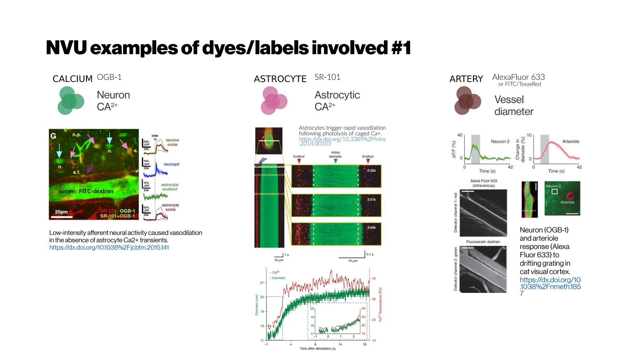 NVU examplesof dyes/labelsinvolved#1
CALCIUM OGB-1
Neuron
CA2+
ASTROCYTE SR-101
Astrocytic
CA2+
ARTERY AlexaFluor 633
or FITC/TexasRed
Vessel
diameter
Neuron (OGB-1)
and arteriole
response (Alexa
Fluor 633) to
drifting grating in
cat visual cortex.
https://dx.doi.org/10
.1038%2Fnmeth.185
7
Low-intensity afferent neural activity caused vasodilation
in the absence of astrocyte Ca2+ transients.
https://dx.doi.org/10.1038%2Fjcbfm.2015.141
Astrocytes trigger rapid vasodilation
following photolysis of caged Ca+.
https:/
/dx.doi.org/10.3389%2Ffnins
.2014.00103
 