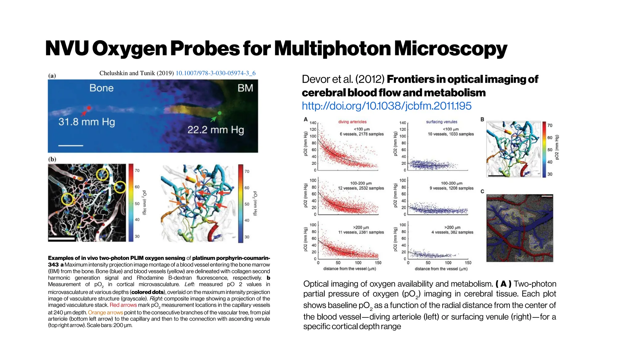 NVUOxygenProbesforMultiphotonMicroscopy
Examples of in vivo two-photon PLIM oxygen sensing of platinum porphyrin-coumarin-
343 a Maximum intensity projection image montage of a blood vessel entering the bone marrow
(BM) from the bone. Bone (blue) and blood vessels (yellow) are delineated with collagen second
harmonic generation signal and Rhodamine B-dextran fluorescence, respectively. b
Measurement of pO2
in cortical microvasculature. Left: measured pO 2 values in
microvasculature at various depths (colored dots), overlaid on the maximum intensity projection
image of vasculature structure (grayscale). Right: composite image showing a projection of the
imaged vasculature stack. Red arrows mark pO2
measurement locations in the capillary vessels
at 240 μm depth. Orange arrows point to the consecutive branches of the vascular tree, from pial
arteriole (bottom left arrow) to the capillary and then to the connection with ascending venule
(topright arrow). Scale bars: 200 μm.
Chelushkin and Tunik (2019) 10.1007/978-3-030-05974-3_6
Devor et al. (2012) Frontiersin opticalimagingof
cerebralbloodflowandmetabolism
http://doi.org/10.1038/jcbfm.2011.195
Optical imaging of oxygen availability and metabolism. ( A ) Two-photon
partial pressure of oxygen (pO2
) imaging in cerebral tissue. Each plot
shows baseline pO2
as a function of the radial distance from the center of
the blood vessel—diving arteriole (left) or surfacing venule (right)—for a
specific cortical depth range
 