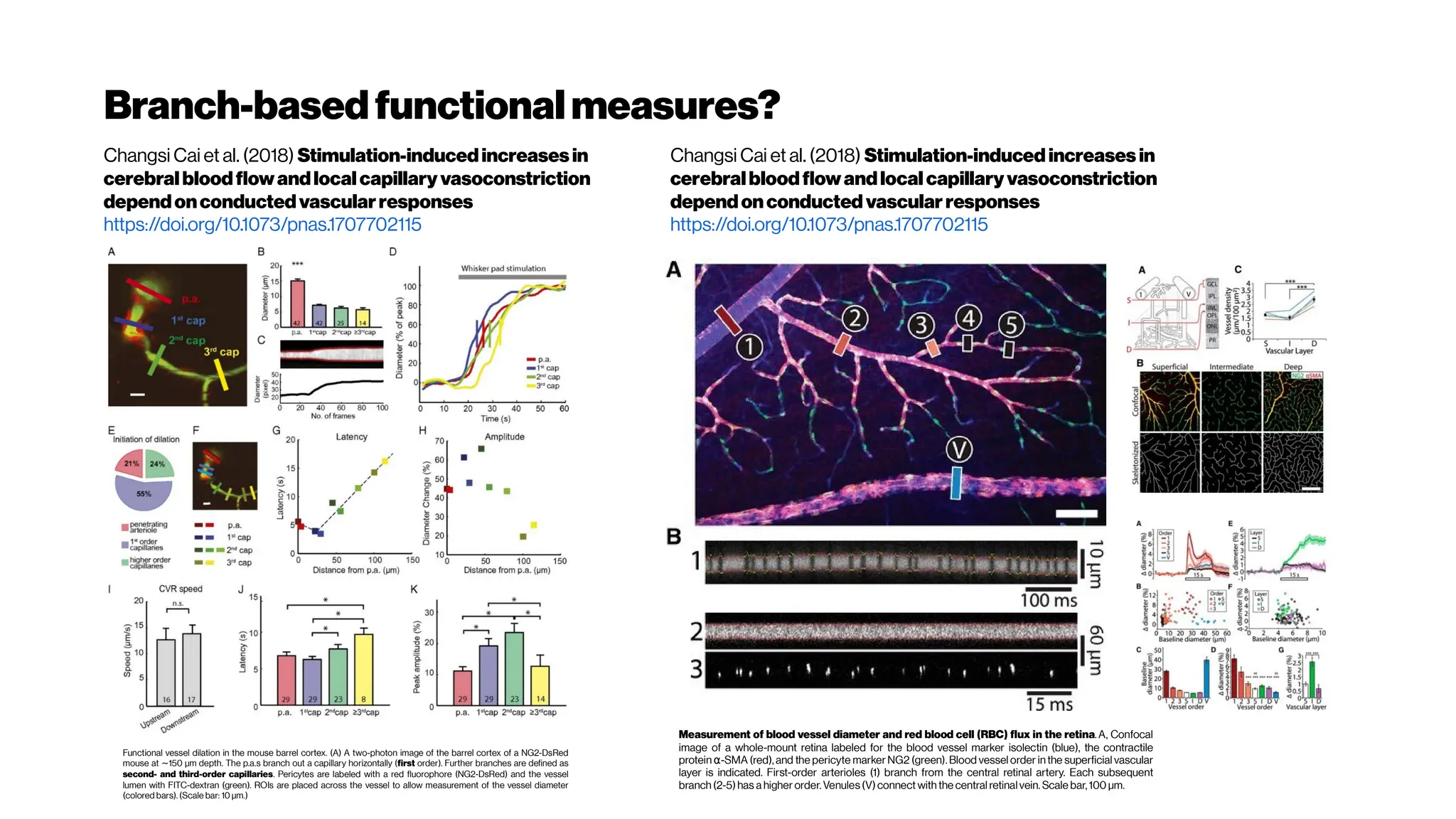 Branch-basedfunctionalmeasures?
Changsi Cai et al. (2018) Stimulation-inducedincreases in
cerebral bloodflowandlocalcapillary vasoconstriction
dependonconductedvascularresponses
https://doi.org/10.1073/pnas.1707702115
Functional vessel dilation in the mouse barrel cortex. (A) A two-photon image of the barrel cortex of a NG2-DsRed
mouse at 150 µm depth. The p.a.s branch out a capillary horizontally (
∼ first order). Further branches are defined as
second- and third-order capillaries. Pericytes are labeled with a red fluorophore (NG2-DsRed) and the vessel
lumen with FITC-dextran (green). ROIs are placed across the vessel to allow measurement of the vessel diameter
(colored bars). (Scale bar: 10 µm.)
Changsi Cai et al. (2018) Stimulation-induced increases in
cerebralbloodflowandlocal capillaryvasoconstriction
dependonconducted vascularresponses
https://doi.org/10.1073/pnas.1707702115
Measurement of blood vessel diameter and red blood cell (RBC) flux in the retina.A, Confocal
image of a whole-mount retina labeled for the blood vessel marker isolectin (blue), the contractile
protein -SMA (red), and the pericyte marker NG2 (green). Blood vessel order in the superficial vascular
α
layer is indicated. First-order arterioles (1) branch from the central retinal artery. Each subsequent
branch (2-5)has a higher order.Venules (V)connect with the central retinal vein. Scale bar,100 μm.
 