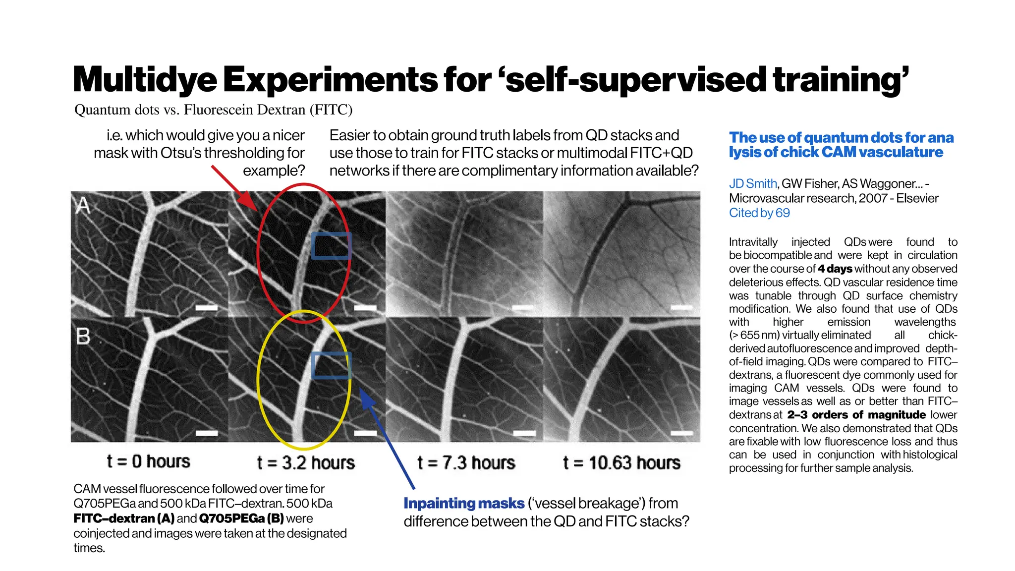 MultidyeExperimentsfor ‘self-supervisedtraining’
CAMvesselfluorescence followed overtime for
Q705PEGaand 500kDaFITC–dextran.500kDa
FITC–dextran(A) and Q705PEGa(B)were
coinjected and images weretaken at the designated
times.
Theuseof quantumdots for ana
lysisofchickCAMvasculature
JD Smith,GW Fisher, AS Waggoner… -
Microvascularresearch, 2007 - Elsevier
Citedby69
Intravitally injected QDs were found to
be biocompatible and were kept in circulation
over the course of 4days without any observed
deleterious effects. QD vascular residence time
was tunable through QD surface chemistry
modification. We also found that use of QDs
with higher emission wavelengths
(> 655nm) virtually eliminated all chick-
derived autofluorescence andimproved depth-
of-field imaging. QDs were compared to FITC–
dextrans, a fluorescent dye commonly used for
imaging CAM vessels. QDs were found to
image vessels as well as or better than FITC–
dextrans at 2–3 orders of magnitude lower
concentration. We also demonstrated that QDs
are fixable with low fluorescence loss and thus
can be used in conjunction with histological
processing for further sample analysis.
i.e. which would give you a nicer
mask with Otsu’s thresholding for
example?
Easier to obtain ground truth labels from QD stacks and
use thoseto train forFITC stacks or multimodal FITC+QD
networks ifthere arecomplimentary information available?
Inpaintingmasks (‘vessel breakage’) from
differencebetween theQD and FITC stacks?
Quantum dots vs. Fluorescein Dextran (FITC)
 