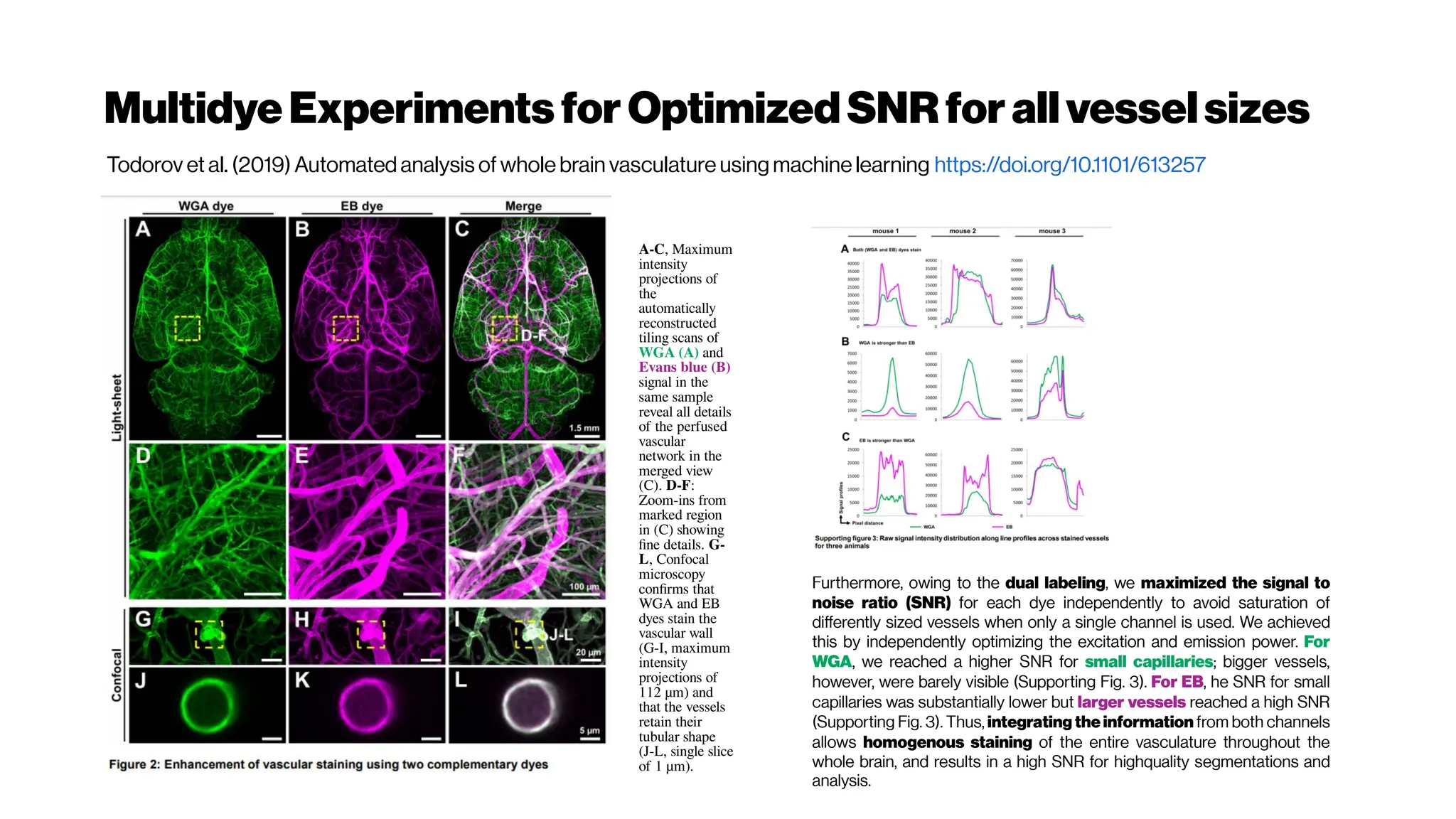 MultidyeExperimentsfor OptimizedSNRfor allvesselsizes
Todorov et al. (2019) Automated analysis of whole brain vasculature using machinelearning https://doi.org/10.1101/613257
A-C, Maximum
intensity
projections of
the
automatically
reconstructed
tiling scans of
WGA (A) and
Evans blue (B)
signal in the
same sample
reveal all details
of the perfused
vascular
network in the
merged view
(C). D-F:
Zoom-ins from
marked region
in (C) showing
fine details. G-
L, Confocal
microscopy
confirms that
WGA and EB
dyes stain the
vascular wall
(G-I, maximum
intensity
projections of
112 µm) and
that the vessels
retain their
tubular shape
(J-L, single slice
of 1 µm).
Furthermore, owing to the dual labeling, we maximized the signal to
noise ratio (SNR) for each dye independently to avoid saturation of
differently sized vessels when only a single channel is used. We achieved
this by independently optimizing the excitation and emission power. For
WGA, we reached a higher SNR for small capillaries; bigger vessels,
however, were barely visible (Supporting Fig. 3). For EB, he SNR for small
capillaries was substantially lower but larger vessels reached a high SNR
(Supporting Fig. 3). Thus, integrating the information from both channels
allows homogenous staining of the entire vasculature throughout the
whole brain, and results in a high SNR for highquality segmentations and
analysis.
 