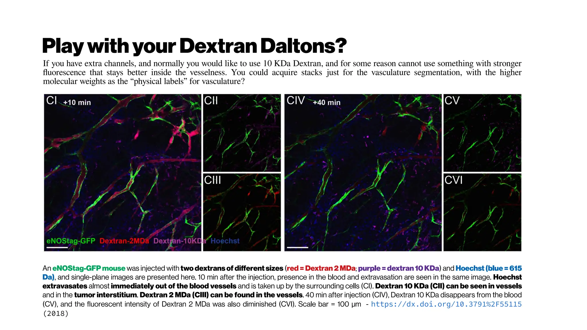Play withyour DextranDaltons?
An eNOStag-GFP mouse was injected with two dextransof different sizes (red = Dextran 2 MDa; purple = dextran10 KDa) and Hoechst (blue = 615
Da), and single-plane images are presented here. 10 min after the injection, presence in the blood and extravasation are seen in the same image. Hoechst
extravasates almost immediately out of the blood vessels and is taken up by the surrounding cells (CI). Dextran 10 KDa (CII) can be seen in vessels
and in the tumor interstitium. Dextran 2 MDa (CIII) can be found in the vessels. 40 min after injection (CIV), Dextran 10 KDa disappears from the blood
(CV), and the fluorescent intensity of Dextran 2 MDa was also diminished (CVI). Scale bar = 100 µm - https://dx.doi.org/10.3791%2F55115
(2018)
If you have extra channels, and normally you would like to use 10 KDa Dextran, and for some reason cannot use something with stronger
fluorescence that stays better inside the vesselness. You could acquire stacks just for the vasculature segmentation, with the higher
molecular weights as the “physical labels” for vasculature?
 